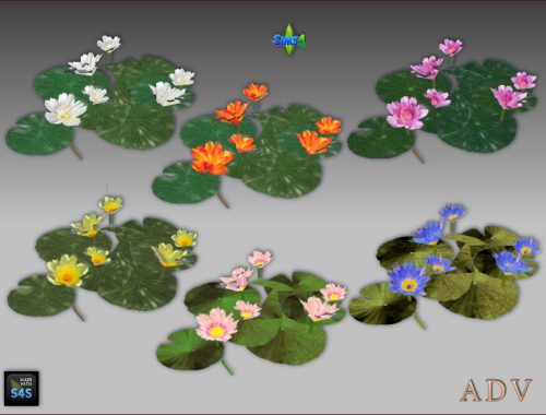 Waterlilies