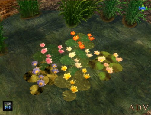 Waterlilies