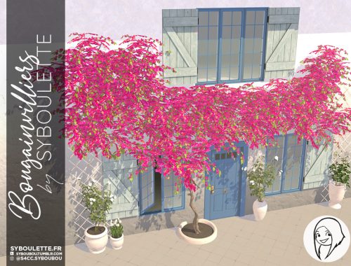 Bougainvilliers set