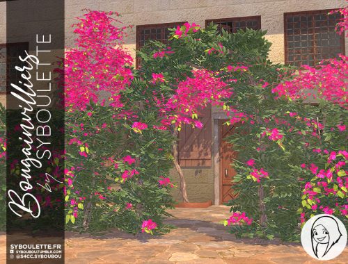Bougainvilliers set