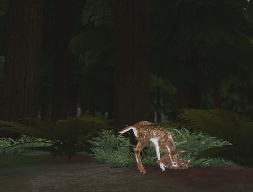 Modern Forest Fixed