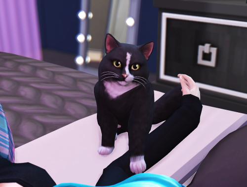 I love my cat pose pack