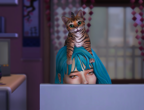 I love my cat pose pack
