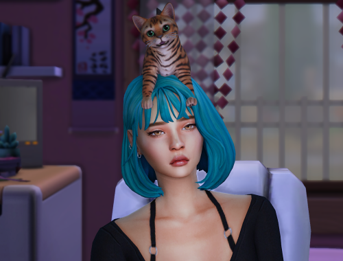 I love my cat pose pack