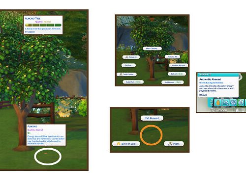 HARVESTABLE ALMOND at Icemunmun
