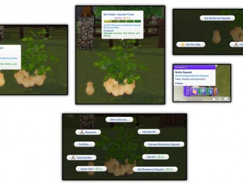 HARVESTABLE BUTTERNUT SQUASH at Icemunmun