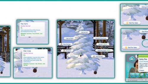 HARVESTABLE PINE CONE AND PINE NUTS at Icemunmun