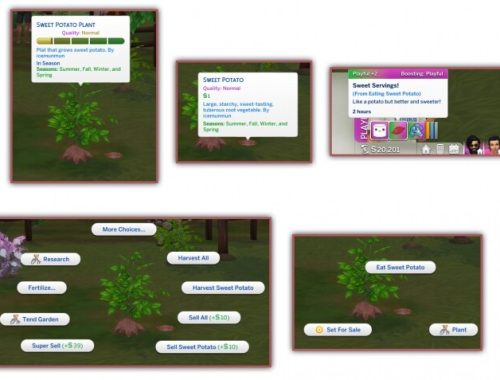 HARVESTABLE SWEET POTATO at Icemunmun