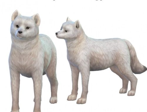 Polar Bear & Arctic Fox at Kalino