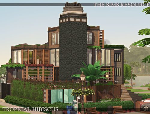 Tropical Hibiscus | noCC