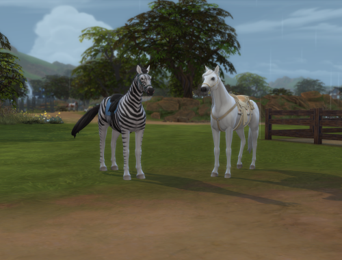 Zebra - Racing Stripes (Horse) | No CC