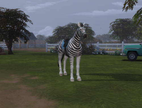 Zebra - Racing Stripes (Horse) | No CC