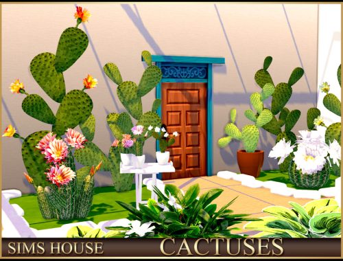 Cactuses