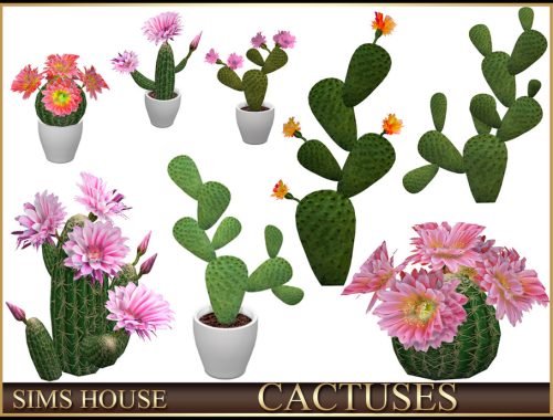 Cactuses