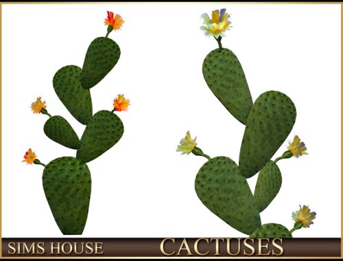 Cactuses