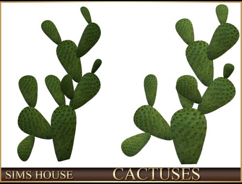 Cactuses