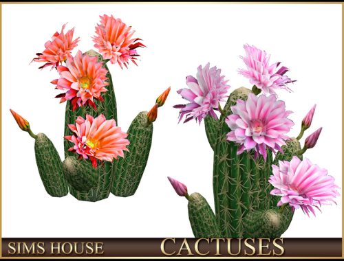 Cactuses
