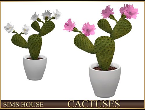Cactuses