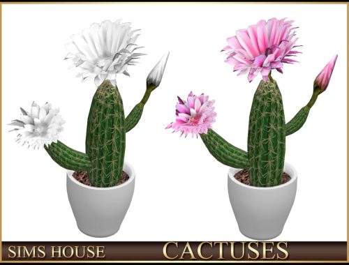 Cactuses