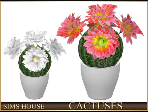 Cactuses