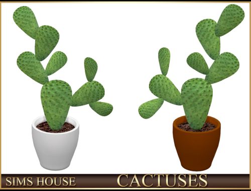 Cactuses
