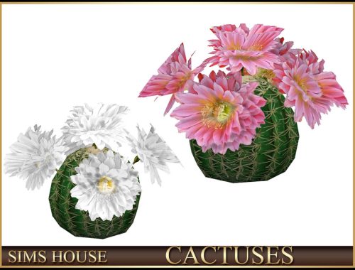 Cactuses